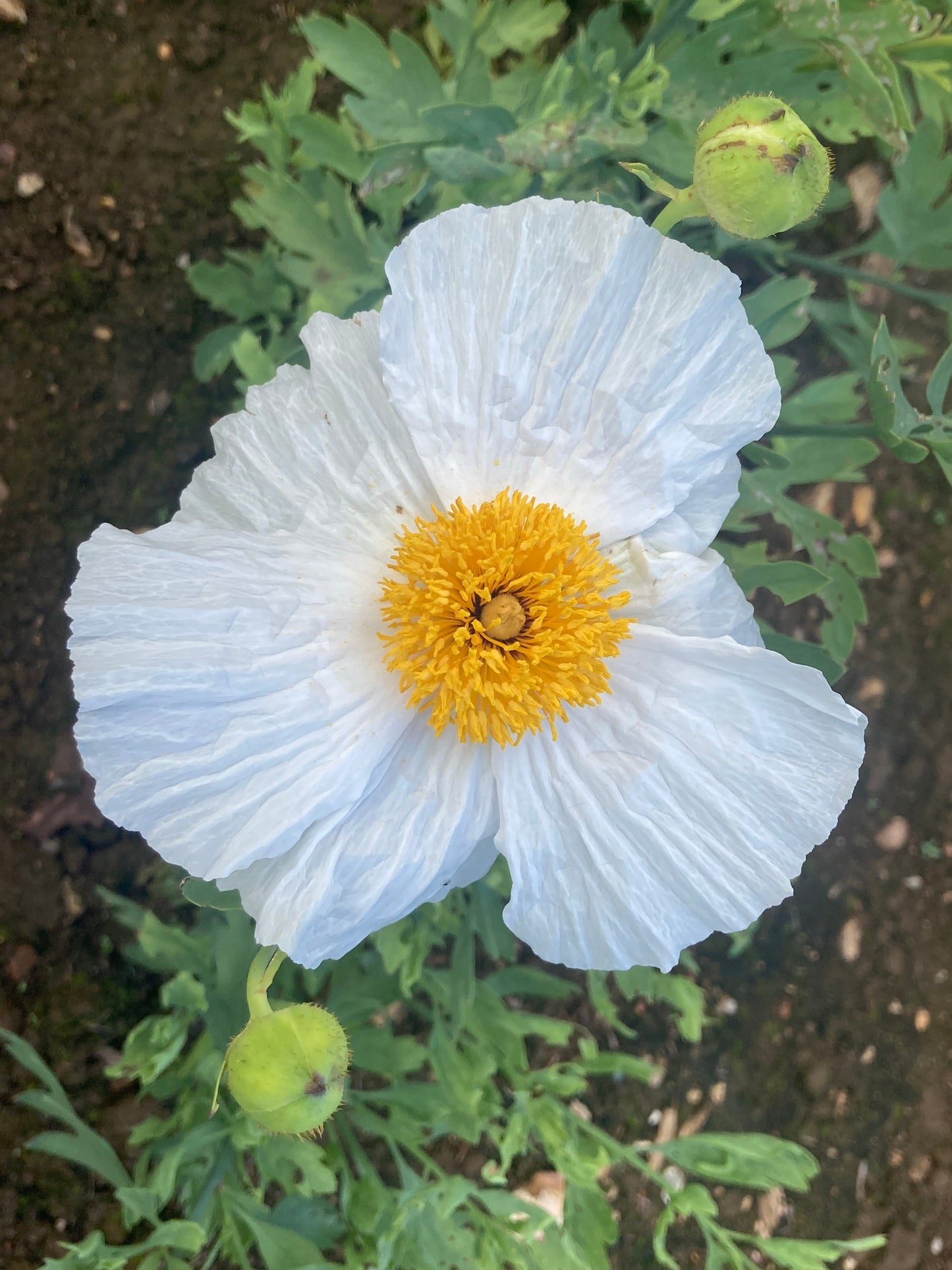 Romneya coulteri - AGM