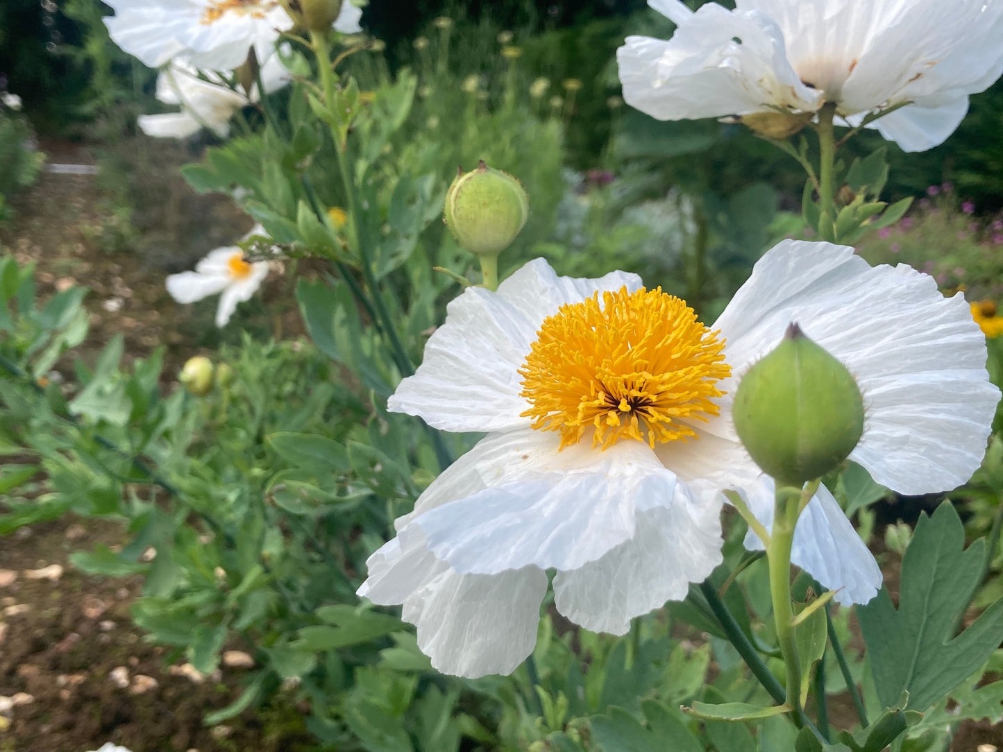 Romneya coulteri - AGM