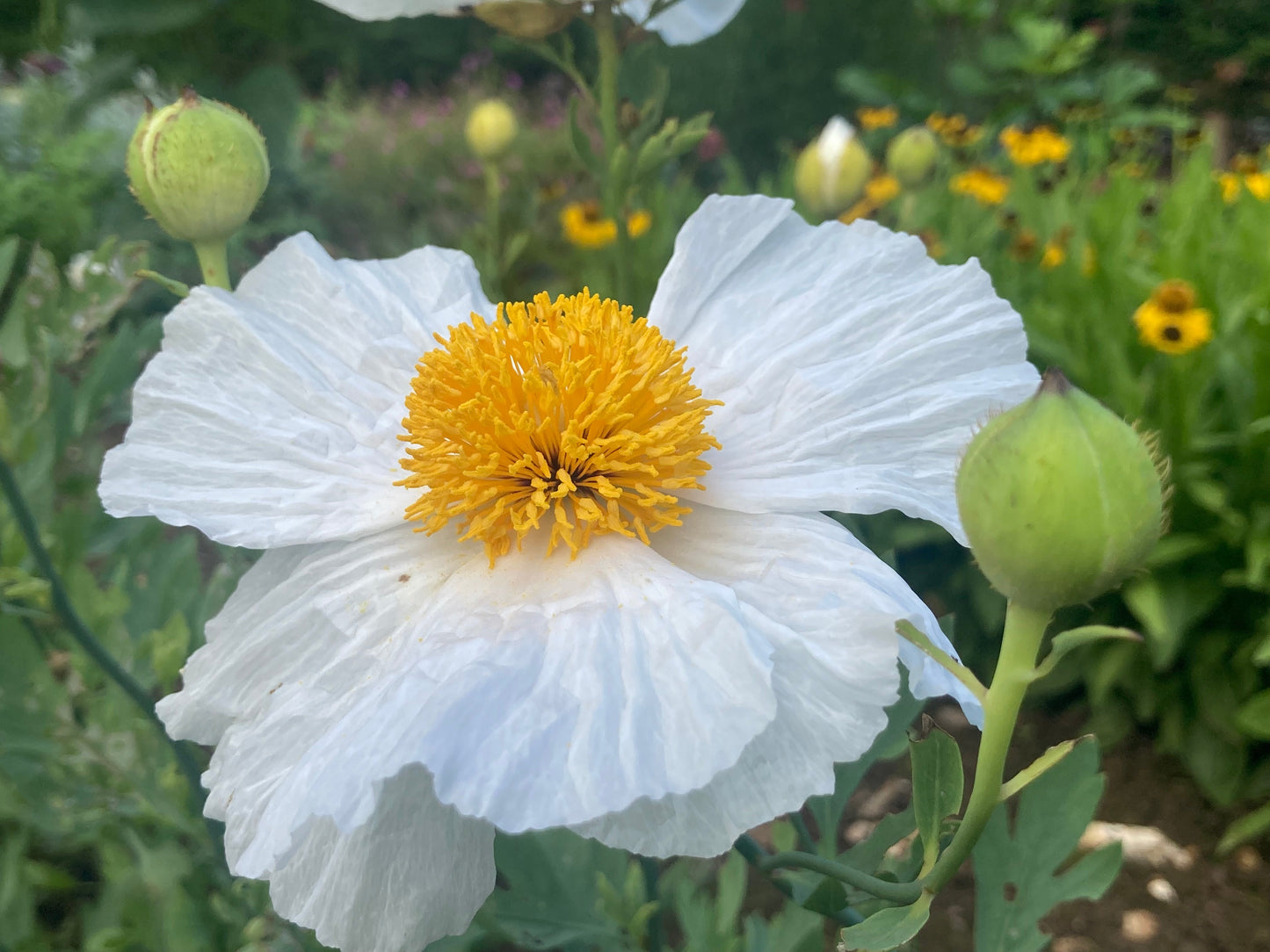 Romneya coulteri - AGM