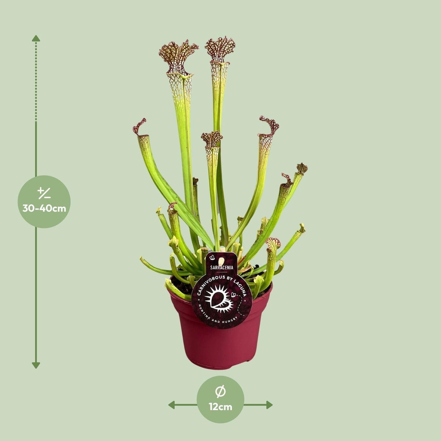 Sarracenia Farnhamii (Pitcher Plant) ↑ 40 cm