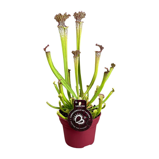 Sarracenia Farnhamii (Pitcher Plant) ↑ 40 cm